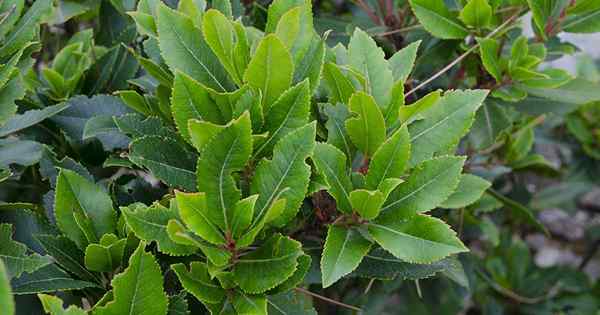 Cara memindahkan pokok laurel bay