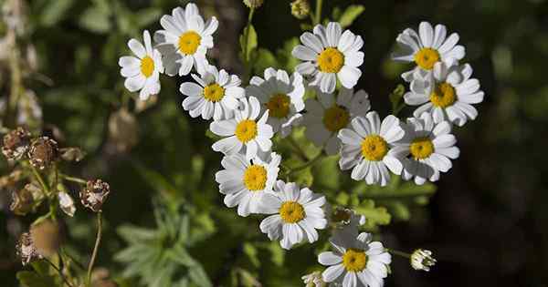 So verwenden Sie Chrysanthemen zur Schädlingsbekämpfung im Garten