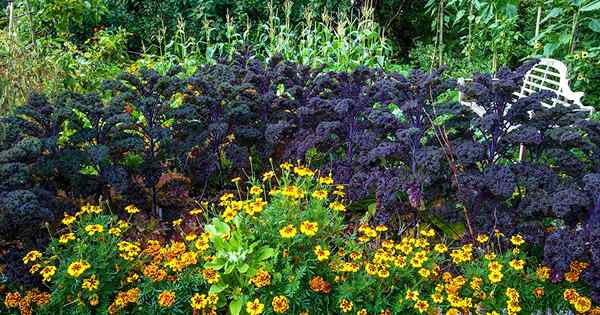 Cara menggunakan marigold untuk pengendalian hama