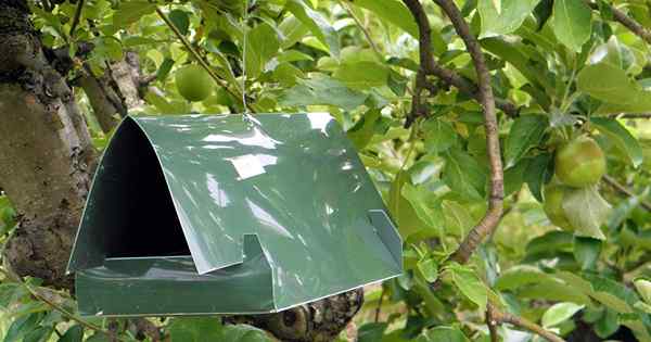 Uso de feromonas para controlar los insectos en su jardín