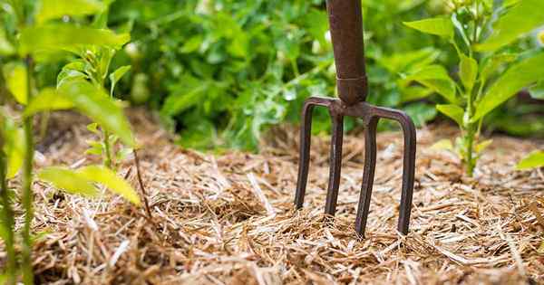 Comment utiliser le paillis de paille dans le potager