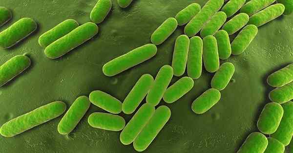 Mengontrol patogen tanaman dengan biofungisida Bacillus subtilis
