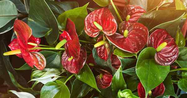 La bonne façon pour arroser des plantes d'intérieur Anthurium