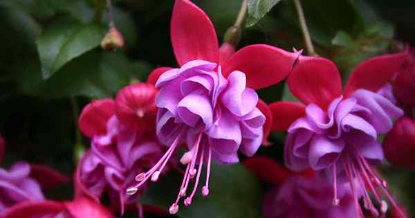 Conseils pour arroser les plantes fuchsia