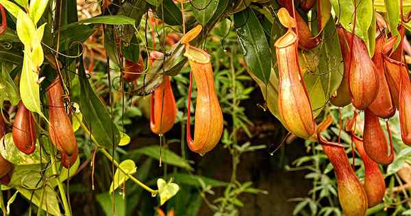 Cómo regar plantas de jarra nepenthes nepenthes de agua