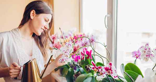 Como fazer orquídeas de água