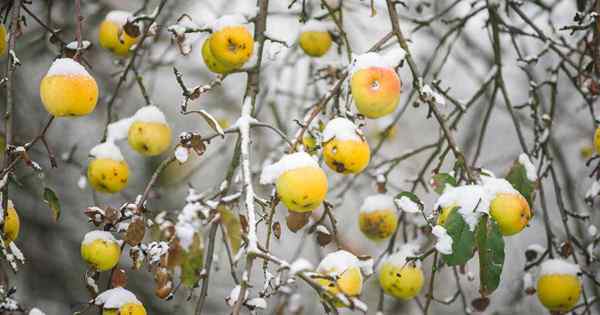 Comment préparer des arbres fruitiers pour l'hiver