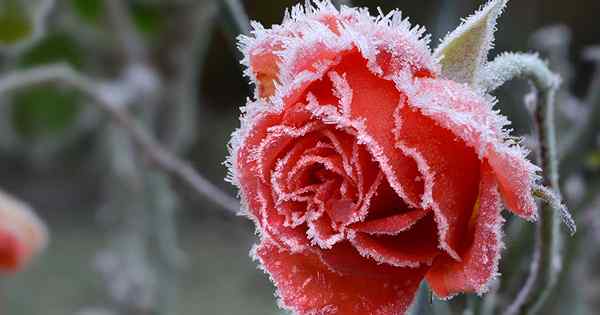 Comment hiverner les roses