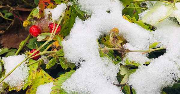 Comment mettre des plantes aux fraises au lit pour l'hiver