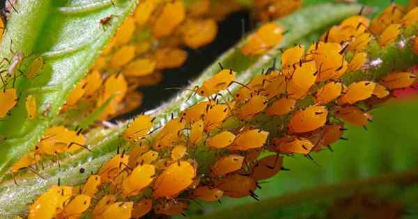 Cara mengawal dan membasmi aphids