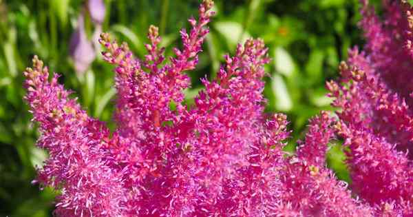 Wie man Astilbe Blumen durch Aufteilung verbreitet