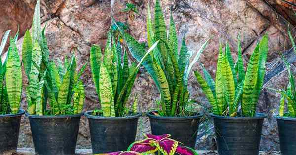 Cómo cultivar y cuidar las plantas de serpientes