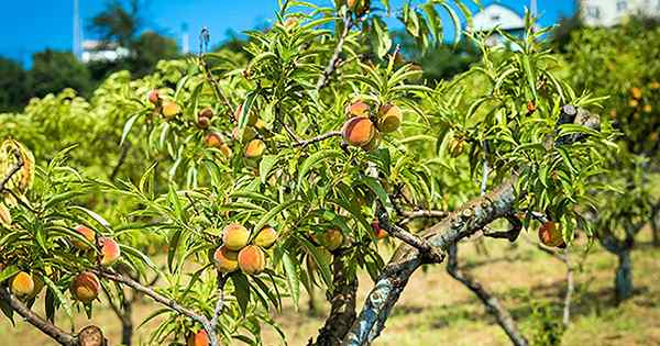 Dê o presente da fruta como cultivar árvores de pêssego