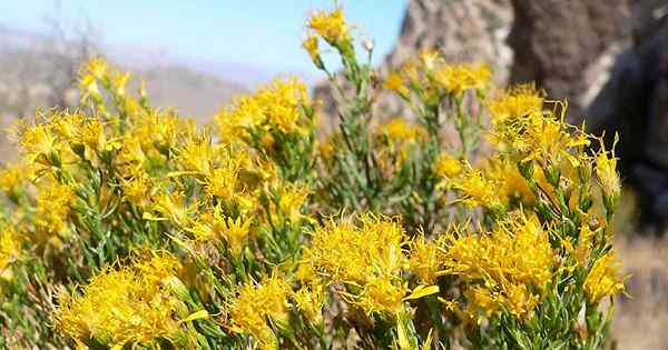 Cómo cultivar arbusto de trementino el desierto Dazzler