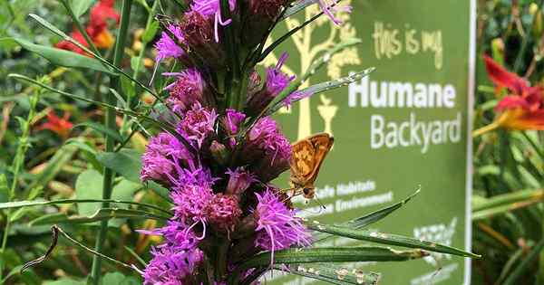 Buchbesprechung, die Harmonie mit Nancy Lawsons The Humane Gardener kultivieren