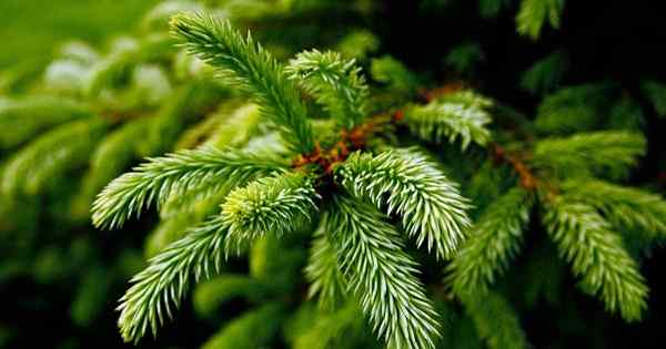 Konifer Confusion Panduan Identifikasi untuk Pinus, Pencari Ruluh, dan Pohon Fir