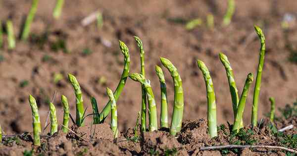 Cara Mengidentifikasi dan Mengontrol Penyakit Asparagus Umum