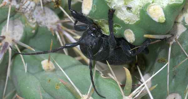 Cara Mengenalpasti dan Mengurus Kumbang Longhorn Kaktus