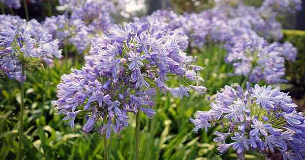 Cómo identificar y tratar enfermedades de Agapanthus