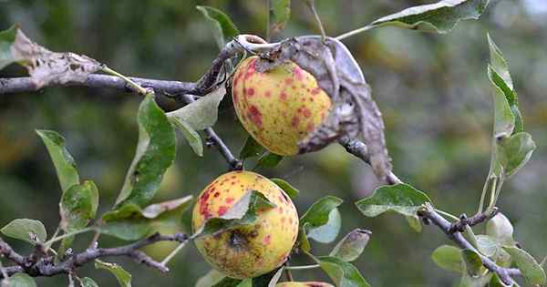 Comment identifier, traiter et prévenir les maladies de pomme communes