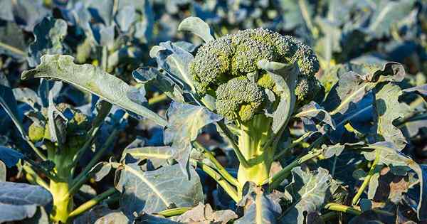 Qu'est-ce qui tue mon brocoli? 13 maladies communes