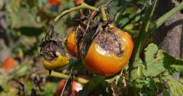 Wie man die verspätete Tomatenfäule identifiziert und verhindert