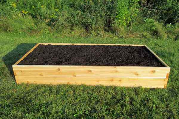Wachsen Sie mit dem unendlichen Gartenbett mit dem unendlichen Zedern erhöht