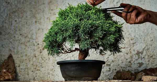 Maklumat intro untuk bonsai pokok untuk pemula
