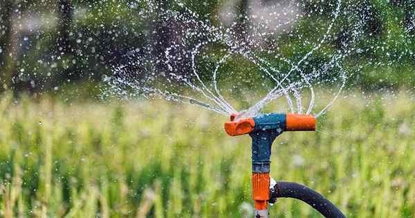 Hidratear su paisaje, qué método de riego es mejor para usted y sus plantas?