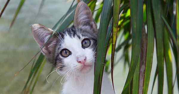 Dracaena es tóxico para gatos o perros?