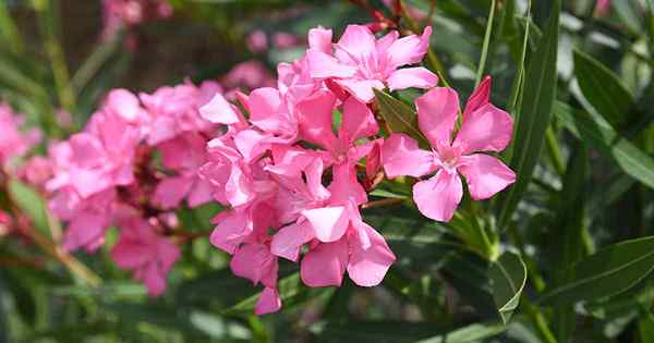 Gärtner, Vorsicht! Alle Teile von Oleander sind giftig, wenn sie gegessen werden