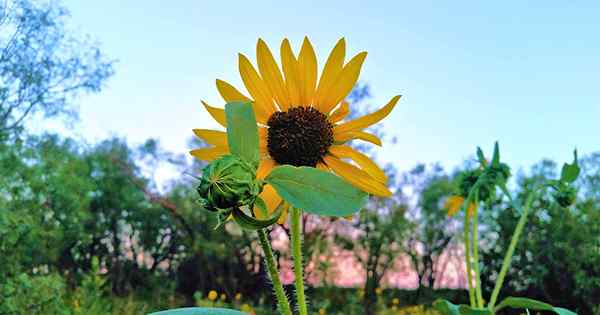 Mon tournesol est-il un annuel ou une vivace? Voici comment dire