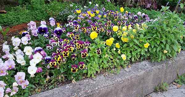 Penanaman Berkebun Ish dengan Tujuan