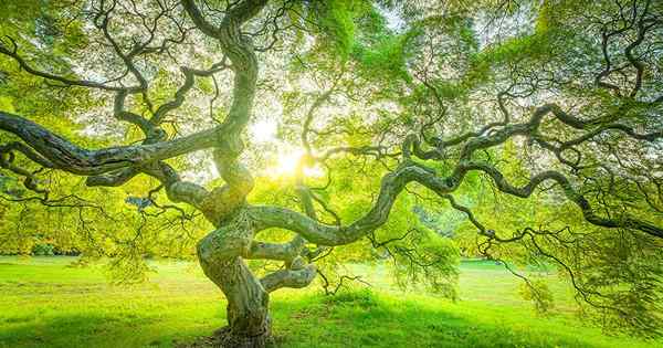 Japanische Ahornlebensdauer Wie lange können diese Bäume leben??