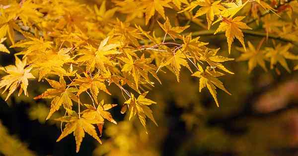 So identifizieren und kontrollieren Sie japanische Maple -Schädlinge