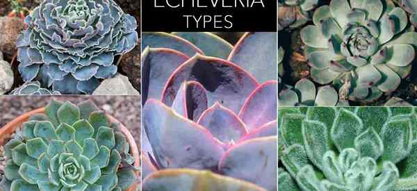 Jenis echeveria succulents sebagai panduan yang sesuai untuk anda