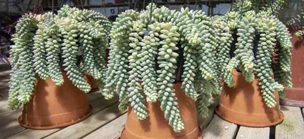 Sedum burrito soins cultivant le burrito morganianum sedum