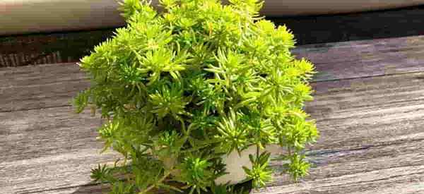 Penjagaan bola lemon sedum