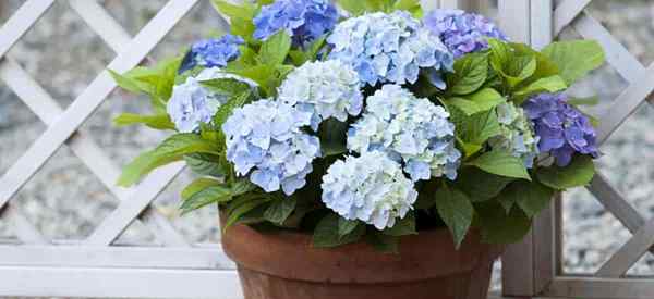 Comment grandir et prendre soin de l'hortensia dans les pots