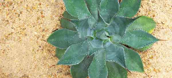 Agave Colorata Care -Tipps, die die Asche Agave wachsen lassen