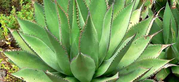 Cómo crecer y cuidar las plantas de Agave Shawii