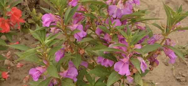 Flores de bálsamo Crescendo e cuidando de impatiens balsamina