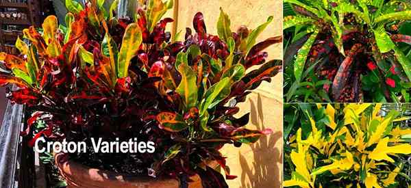 Variedades de Croton diferentes tipos de plantas de Croton