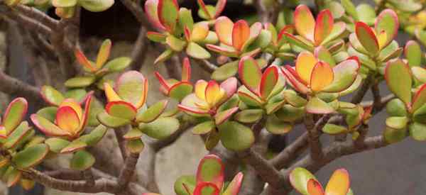 Tipos de plantas de jade (Crassula)