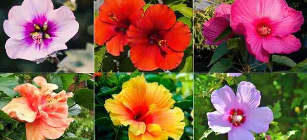 Tipos comuns de hibisco tropical | Pântano | Rose of Sharon | Mais…