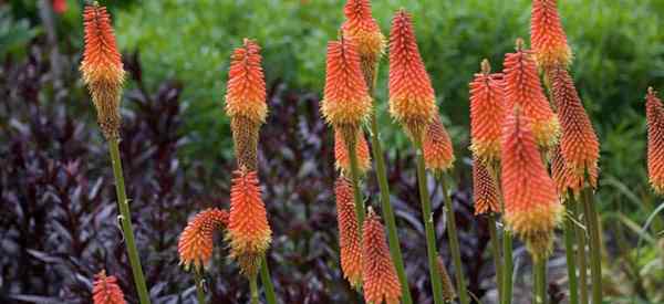 Ist die Red Hot Poker -Pflanze giftig?