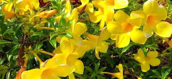 Ist die Allamanda -Pflanze giftig?