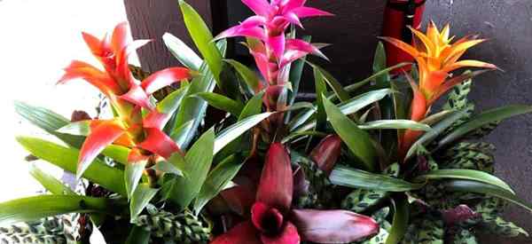 Ist die bromeliad -Pflanze giftig?