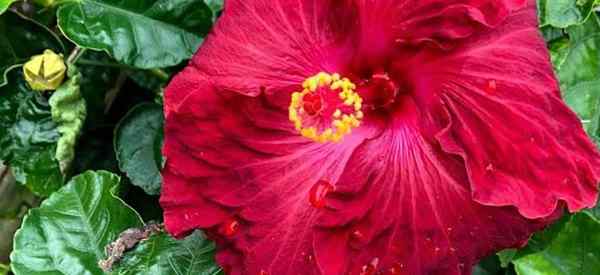 Menyebarkan Hibiscus Cara Memulakan Loji Hibiscus Baru