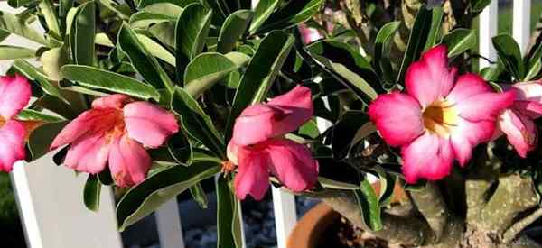 Pruning Desert Rose Plants When | Mengapa | Bagaimana